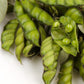 30 PIGEON PEA Dhal Gungo Puerto Rico Bean Cajanus Cajan Vegetable Seeds