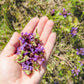 100 HEAL ALL Self Heal Prunella Vulgaris Purple Herb Flower Seeds
