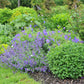 50 PERSIAN CATMINT Mussins Nepeta Racemosa Flower Seeds