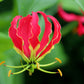 10 RED GLORIOSA LILY Flame Lily Gloriosa Superba Red & Yellow Flower Vine Seeds