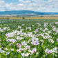 350 TASMANIAN Purple & White POPPY Papaver Somniferum Flower Seeds
