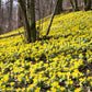 10 WINTER ACONITE Eranthis Hyemalis Yellow Sun Shade Flower Seeds
