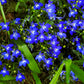 200 Electric Blue & White HALF MOON LOBELIA Erinus Flower Seeds