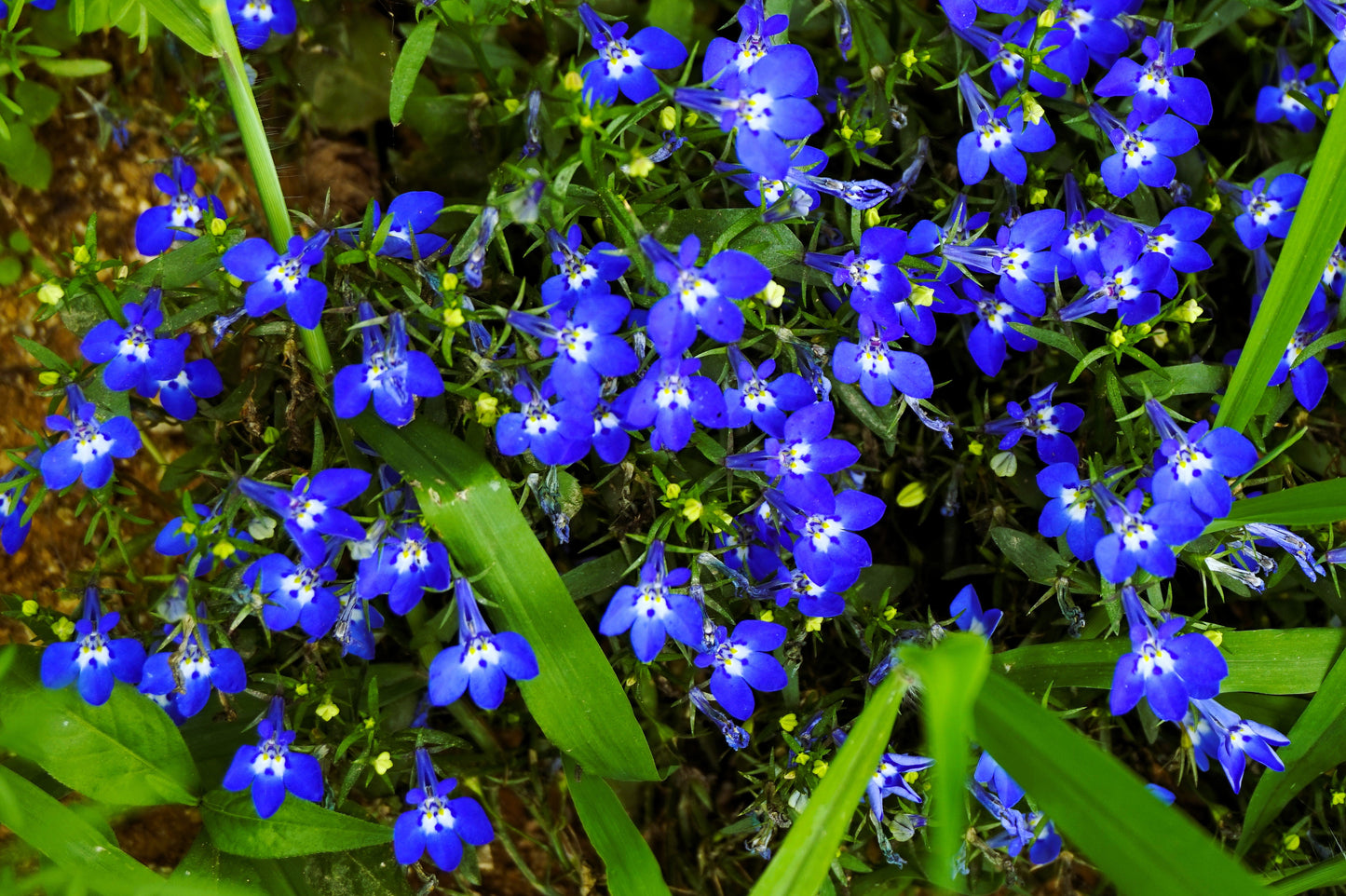 200 Electric Blue & White HALF MOON LOBELIA Erinus Flower Seeds