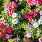 100 MIXED COLORS VERBENA Hybrida Compacta Flower Seeds