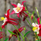 25 CRIMSON STAR COLUMBINE Red & White McKana's Giant Aquilegia Flower Seeds