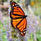 500 PURPLE ANISE HYSSOP (Licorice Mint / Blue Giant) Agastache Foeniculum Herb Flower Seeds