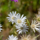 300 IMMORTELLE IMMORTAL MIX Xeranthemum Paper Daisy Everlasting Flower Seeds
