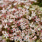 25 Spanish STONECROP / SEDUM HISPANICUM Groundcover Flower Seeds