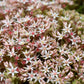 150 MIXED SEDUM Stonecrop Succulent Groundcover Red White Yellow Pink Purple Flower Seeds