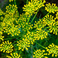 1000 LONG ISLAND Mammoth DILL Anethum Graveolens Herb Flower Seeds