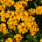 1000 YELLOW SAND COREOPSIS Lanceolata Lanceleaf Tickseed Flower Seeds