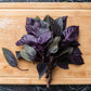 500 DARK OPAL BASIL (Purple Ruffles) Ocimum Basilicum Herb Flower Seeds