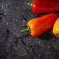 200 SANTA Fe GRANDE PEPPER (Guero Chili Pepper / Yellow Hot Chili Pepper) Capsicum Annuum Vegetable Seeds