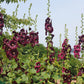 25 BURGUNDY RED HOLLYHOCK Alcea Rosea Flower Seeds Perennial