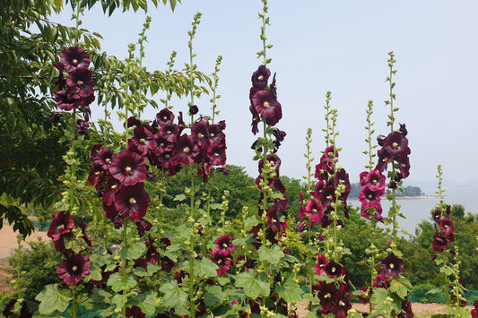 25 BURGUNDY RED HOLLYHOCK Alcea Rosea Flower Seeds Perennial
