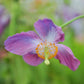 10 VIOLET HIMALAYAN POPPY Meconopsis Betonicifolia Purple Hensol Flower Seeds