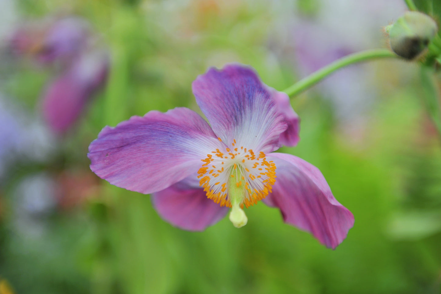10 VIOLET HIMALAYAN POPPY Meconopsis Betonicifolia Purple Hensol Flower Seeds