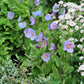 10 VIOLET HIMALAYAN POPPY Meconopsis Betonicifolia Purple Hensol Flower Seeds