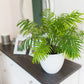 15 PARLOR PALM Neanthe Bella Palm Chamaedorea Elegans Tree Houseplant Seeds
