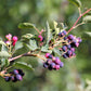 20 SASKATOON SERVICEBERRY aka Western, Pacific, Juneberry, Shadbush Amelanchier Alnifolia Native Edible Purple Berry Fruit White Flower Shrub Seeds