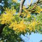 10 GOLDEN RAIN TREE Goldenrain Koelreuteria Paniculata Yellow Flower Seeds