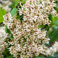 50 Flowering NORTHERN CATALPA Speciosa TREE Seeds (aka Western Catalpa or Catawba / Indian Cigar / Fish-Bait)