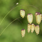 100 QUAKING GRASS (Rattlesnake Grass) Briza Maxima Seeds