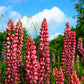 25 RED LUPINE 'My CASTLE' Lupinus Polyphyllus Scarlet Russell Lupin Band of Nobles Series Flower Seeds
