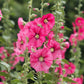 25 BRIGHT PINK HOLLYHOCK Alcea Rosea Flower Seeds Perennial