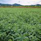 15 CHICK PEA / Garbanzo BEAN Chickpea Cicer Arientum Vegetable Seeds