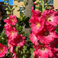 25 BRIGHT PINK HOLLYHOCK Alcea Rosea Flower Seeds Perennial