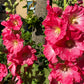 50 Mixed Colors HOLLYHOCK KING HENRY VIII Mix Alcea Rosea Flower Seeds