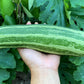 50 COCOZELLE di Napoli SQUASH Italian Zucchini Cucurbita Pepo Vegetable Seeds