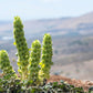 150 BELLS OF IRELAND ( Lady In The Bathtub / Shell Flower ) Moluccella Laevis Green Flower Seeds