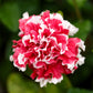 20 DOUBLE MIX PETUNIA Floribunda Red Pink Purple Flower Seeds