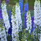 100 ROCKET LARKSPUR DELPHINIUM Consolida Giant Imperial Mixed Colors Flower Seeds
