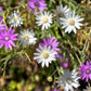 300 IMMORTELLE IMMORTAL MIX Xeranthemum Paper Daisy Everlasting Flower Seeds