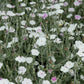 50 WHITE LYCHNIS Coronaria Alba (White Rose Campion / Evening Lychnis / Silene / White Cockle) Flower Seeds