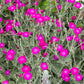 200 Organic ROSE CAMPION Magenta Silver Catchfly Lychnis Silene Coronaria Flower Seeds