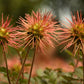20 NEW ZEALAND BURRS Scarlet Piripiri Acaena Microphylla Flower Ground Cover Seeds