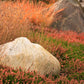1000 BLUE GRAMA GRASS Gramma Bouteloua Gracilis Flower Mosquito Grass Seeds