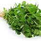 300 FENUGREEK Trigonella Foenum Graecum Herb Flower Seeds