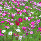 350 COSMOS SENSATION MIX Mixed Colors Cosmos Bipinnatus Flower Seeds