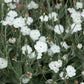 50 WHITE LYCHNIS Coronaria Alba (White Rose Campion / Evening Lychnis / Silene / White Cockle) Flower Seeds