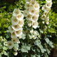 25 WHITE HOLLYHOCK Alcea Rosea Flower Seeds Perennial
