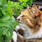 1000 HEIRLOOM CATNIP Nepeta Cataria Herb Flower Seeds