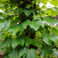 10 BOSTON IVY ( Bostonian Ivy / Wall Ivy ) Parthenocissus Tricuspidata Veitchii Vine Flower Seeds