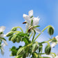 50 WHITE BORAGE Borago Officinalis Bianca Herb Flower Seeds