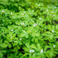 300 FENUGREEK Trigonella Foenum Graecum Herb Flower Seeds